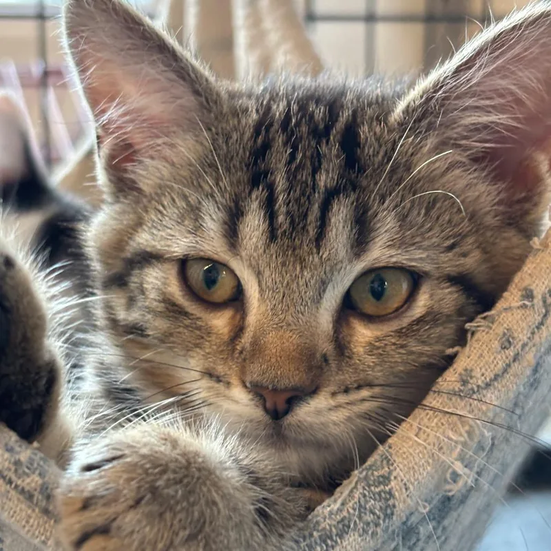 A baby small-sized male American Shorthair cat named Comet for adoption in Danbury, CT