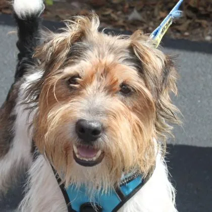 An adult small-sized male Parson Russell Terrier dog named Harris for adoption in Elk Grove Village, IL