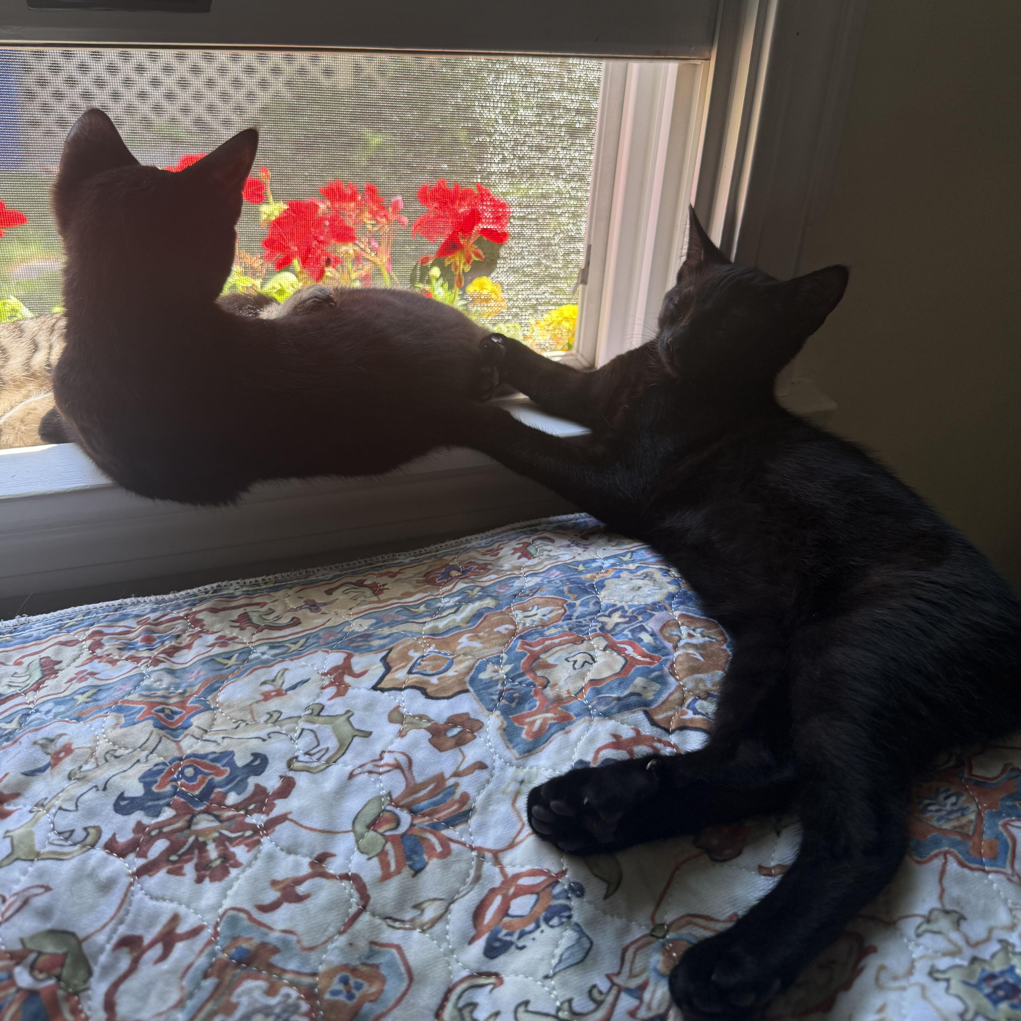 A baby small-sized male Black Domestic Short Hair cat named Chia & Flax for adoption in Waltham, MA