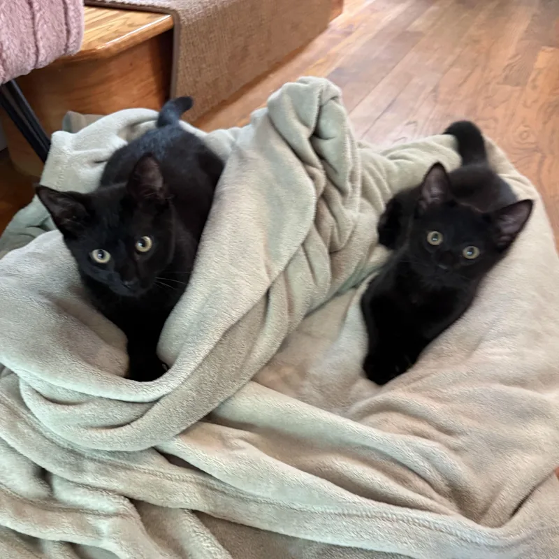 Chia & Flax thumbnail 2