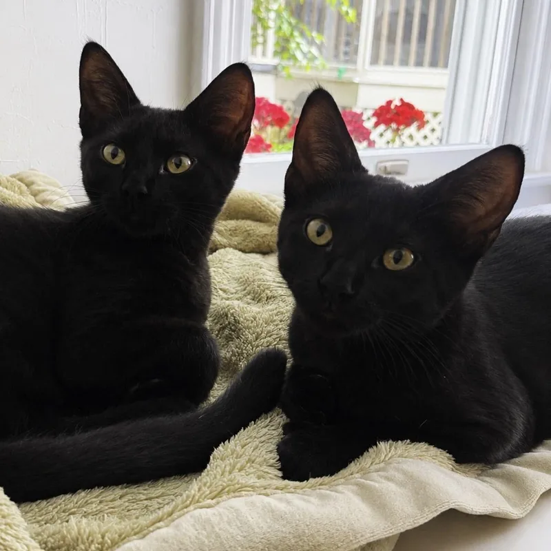 Chia & Flax thumbnail 3