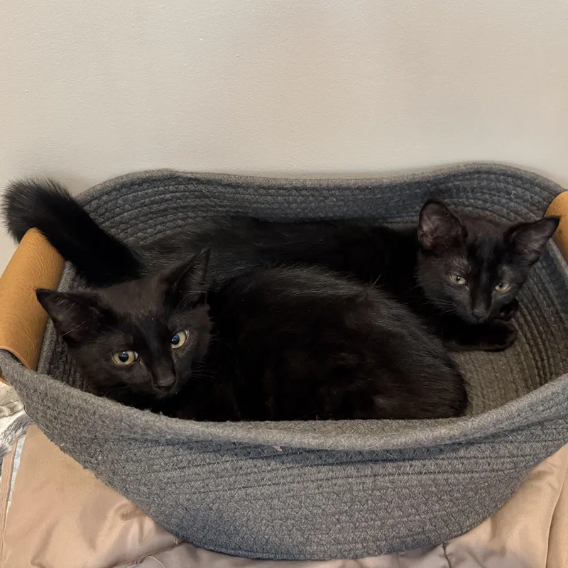 Chia & Flax thumbnail 4
