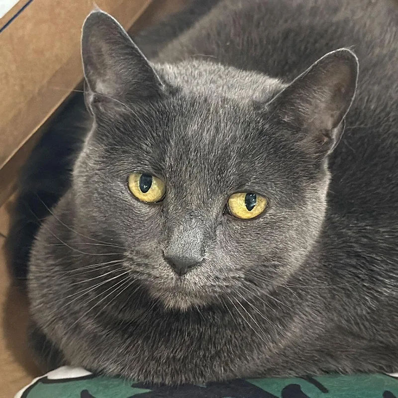 An adult small-sized female Domestic Short Hair cat named Honeymoon for adoption in Port Washington, NY