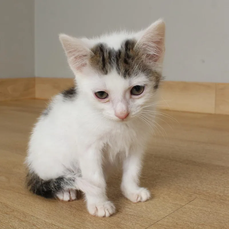 A baby small-sized male White Domestic Short Hair cat named Jd C for adoption in Minnetonka, MN