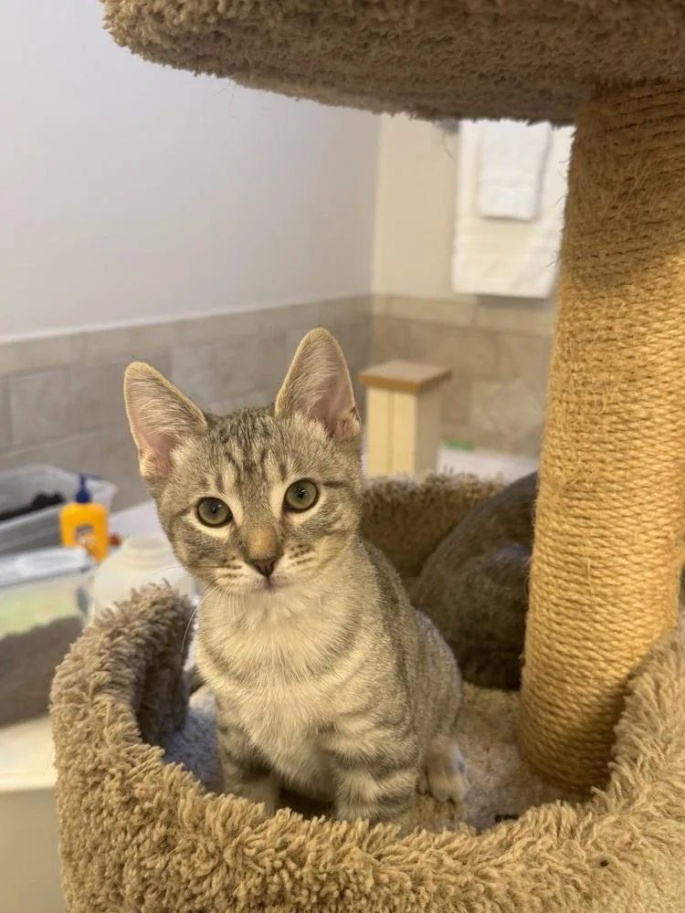 A baby small-sized male Domestic Short Hair cat named Shiney Hiney for adoption in Dallas, TX