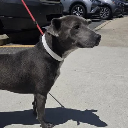 An adult small-sized male Mixed Breed dog named Shiloh for adoption in Voorhees, NJ