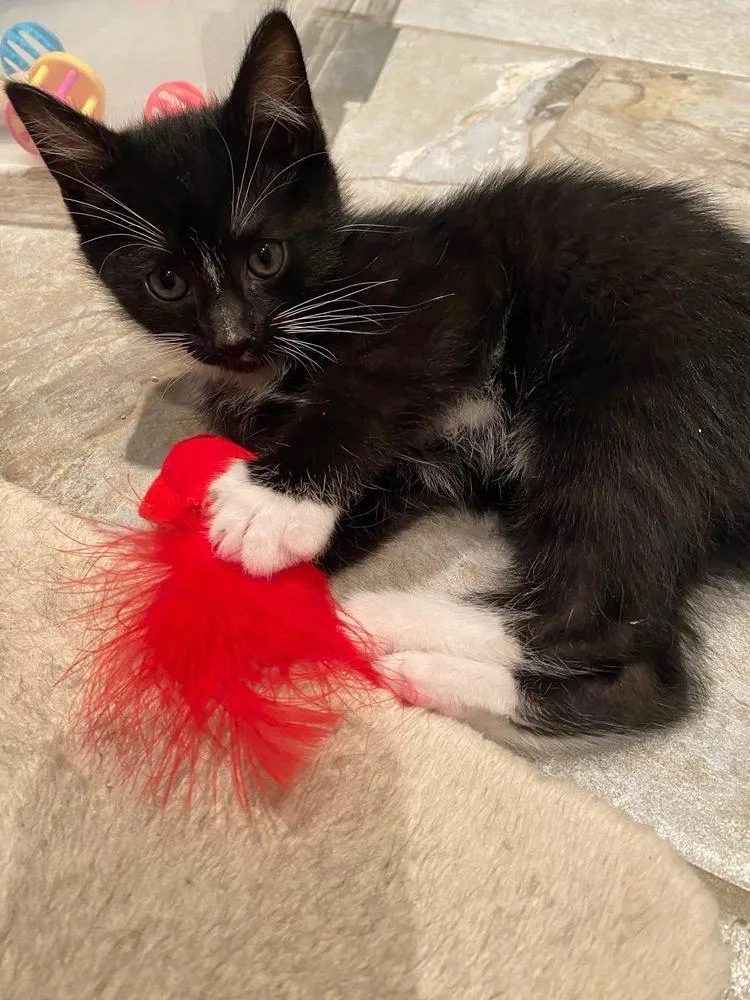 Oliver & Co.: Tito