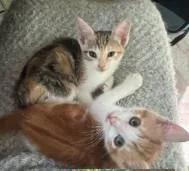 A baby small-sized male Domestic Short Hair cat named Socks for adoption in Santa Cruz, CA