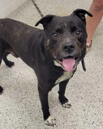 An adult large-sized male Black Pit Bull Terrier dog named GMoney for adoption in Kansas City, MO