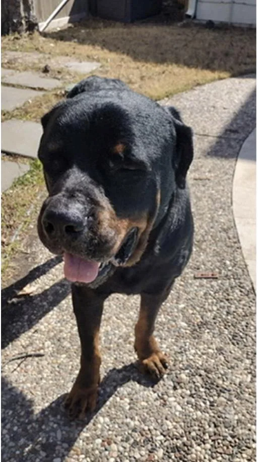 Bruno : A Total thumbnail 2