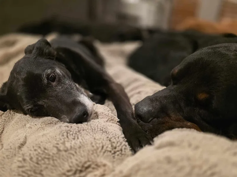 Bruno : A Total thumbnail 4