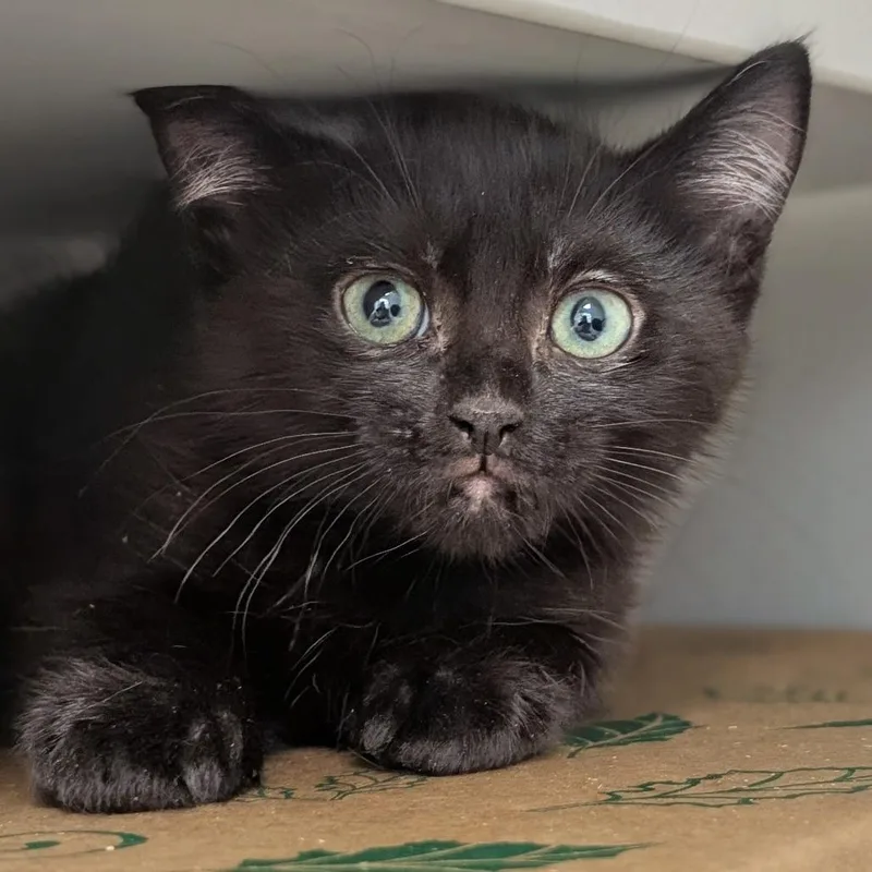 A baby small-sized male Black Domestic Short Hair cat named Esquire for adoption in Reno, NV