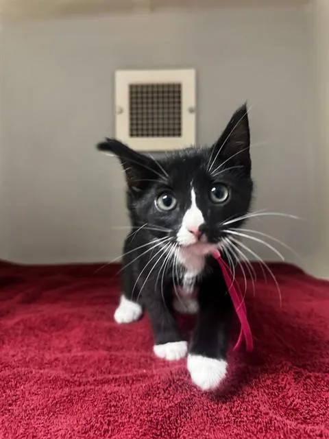 A baby small-sized female Domestic Short Hair cat named Cookie for adoption in Statesville, NC