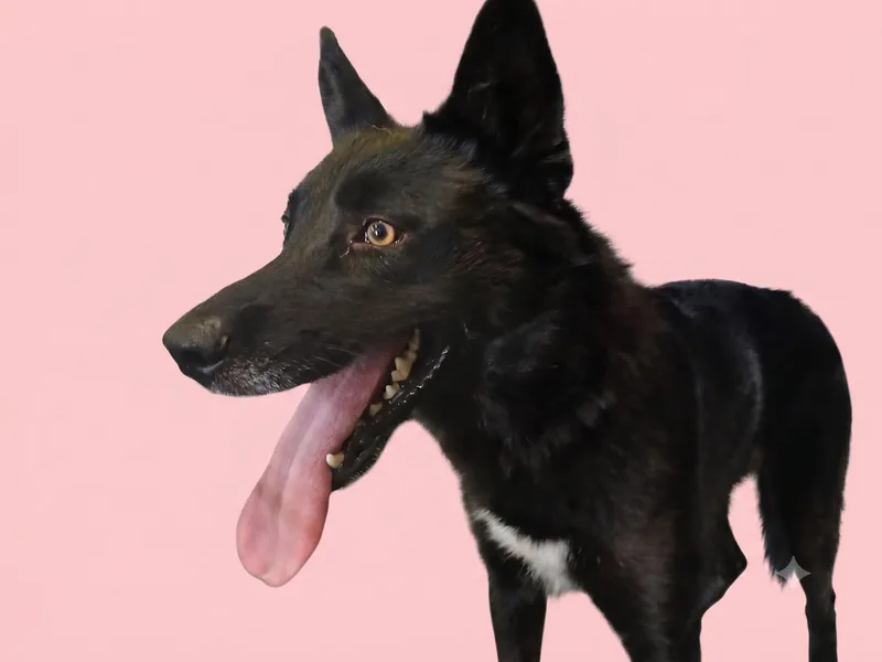 A young medium-sized female Husky dog named Sydney for adoption in Los Angeles, CA