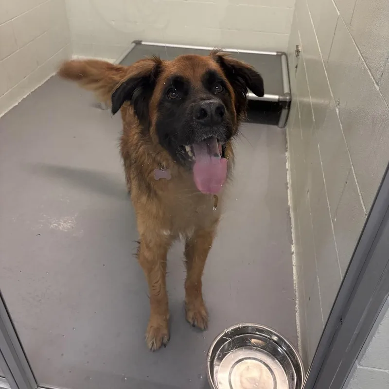 An adult large-sized male German Shepherd Dog dog named Bronson for adoption in Tacoma, WA