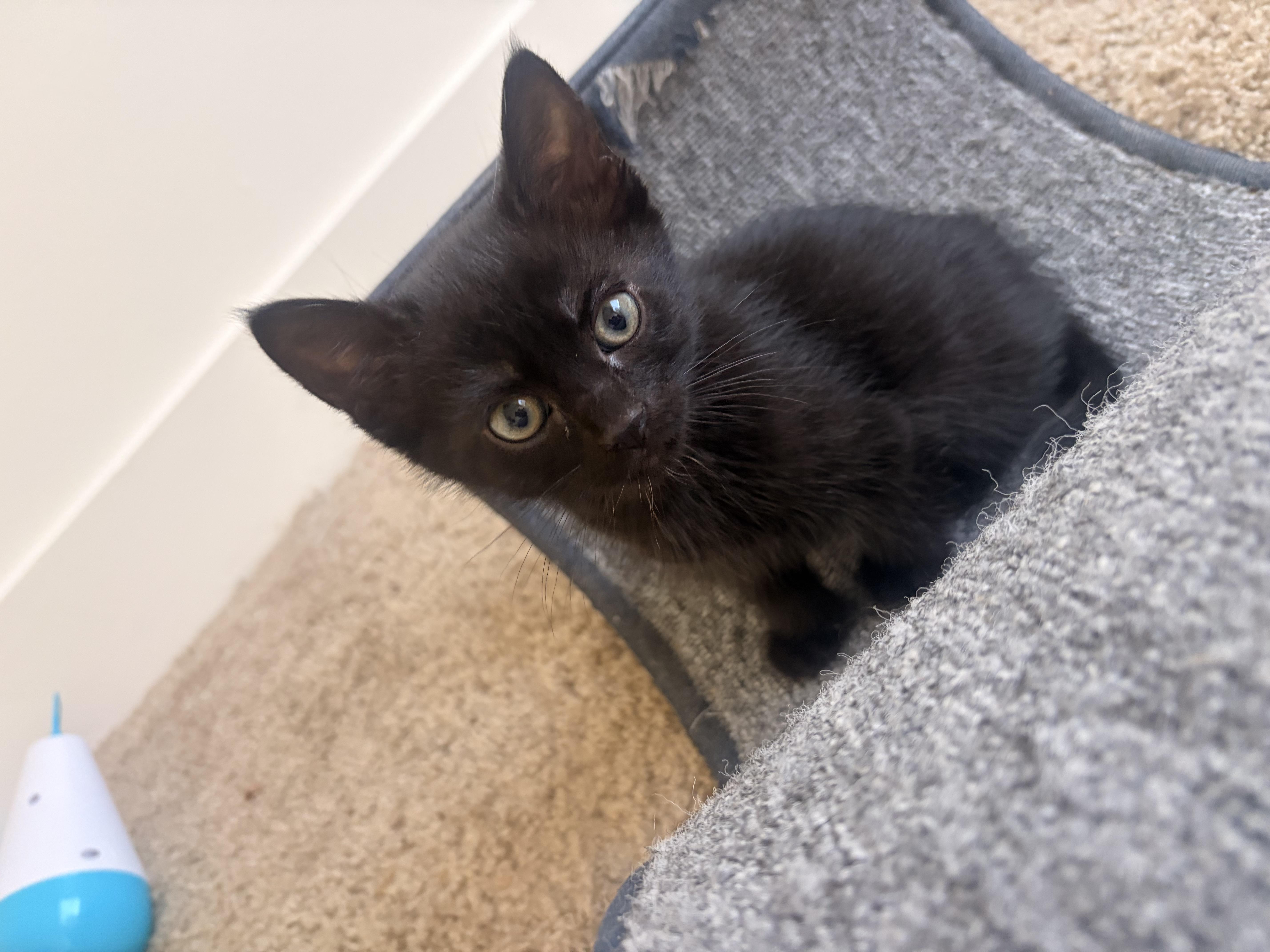 A baby medium-sized male Black Domestic Short Hair cat named Fire Cracker for adoption in Fruit Heights, UT