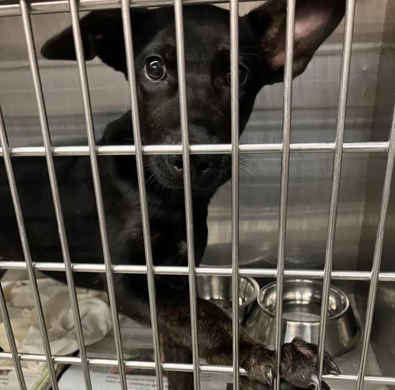 A baby medium-sized male Black Mixed Breed dog named Ernie for adoption in Parma, OH