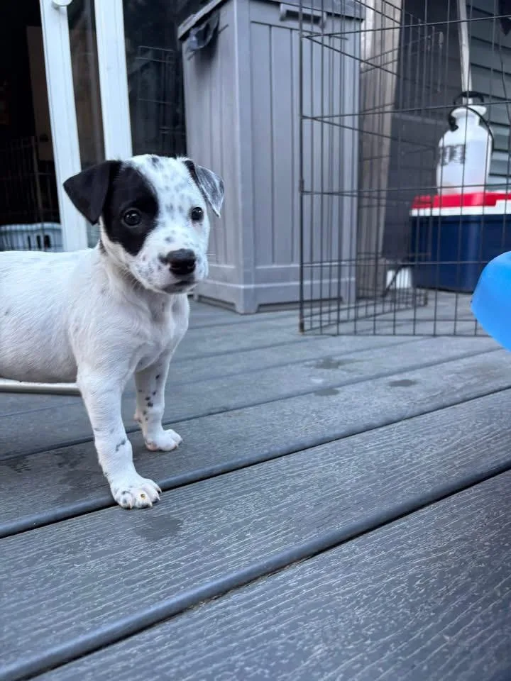 A baby medium-sized female Border Collie dog named Skye for adoption in Berlin, NJ