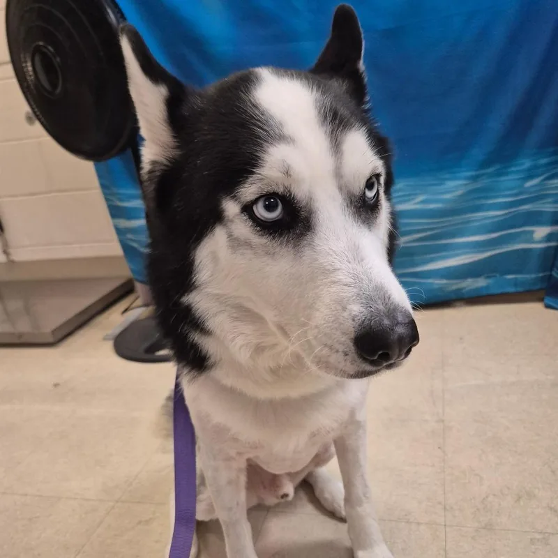 An adult medium-sized male Black Husky dog named Max for adoption in Lake Panasoffkee, FL