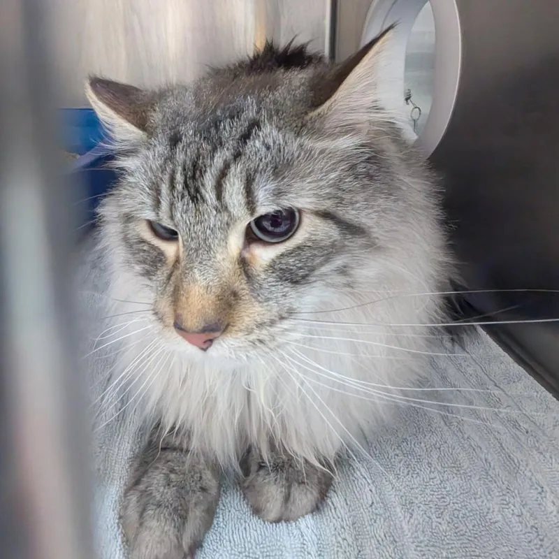An adult large-sized male Gray / Blue / Silver Domestic Long Hair cat named Joy for adoption in West Olive, MI