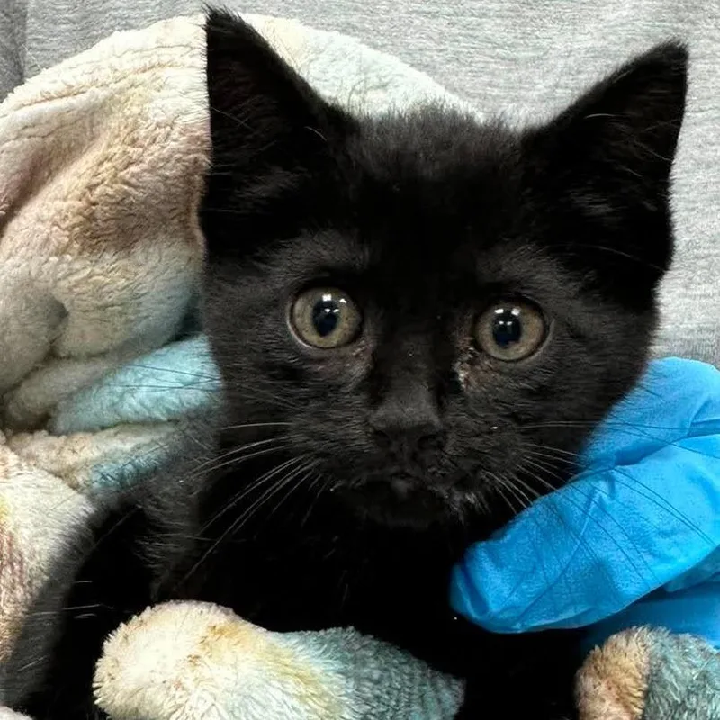 A baby small-sized male Black Domestic Short Hair cat named Frisky for adoption in Bastrop, TX