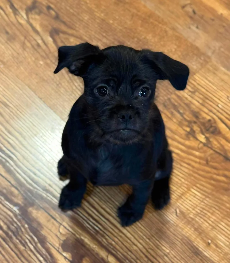A baby small-sized male Pug dog named Remi for adoption in Byron, IL