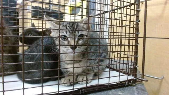 A baby small-sized male Domestic Short Hair cat named Salem for adoption in Miami, FL