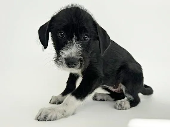 A baby small-sized female Terrier dog named Bell for adoption in Saint Louis, MO