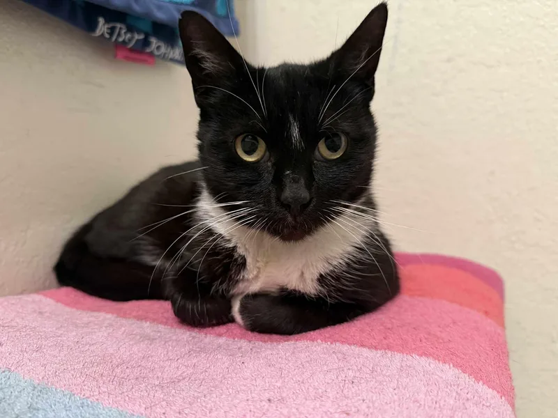 An adult medium-sized female Black & White / Tuxedo Tuxedo cat named Blackie for adoption in Tracy, CA
