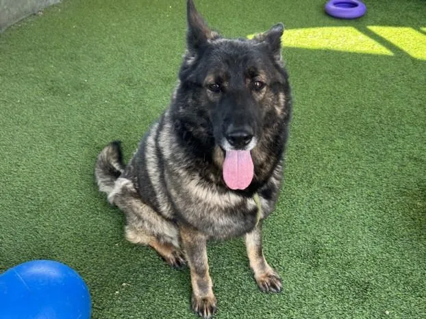 An adult large-sized female Belgian Shepherd / Malinois dog named Nina for adoption in Van Nuys, CA