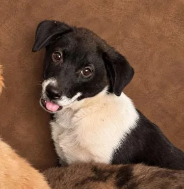A young medium-sized female Black Mixed Breed dog named Okra for adoption in Chickasha, OK