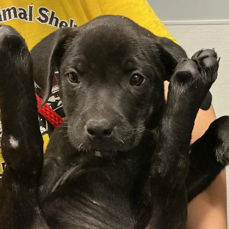 A baby small-sized female Black Labrador Retriever dog named Hera for adoption in St Joseph, MO