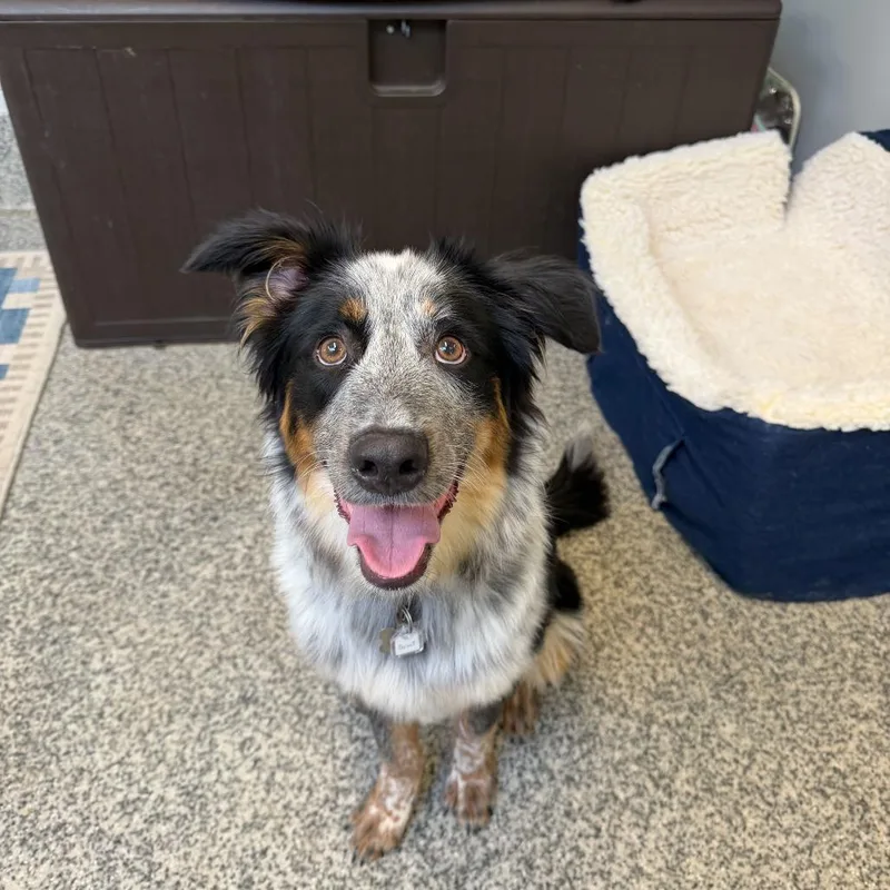 A young medium-sized male Black Australian Shepherd dog named Scout for adoption in Falls Church, VA