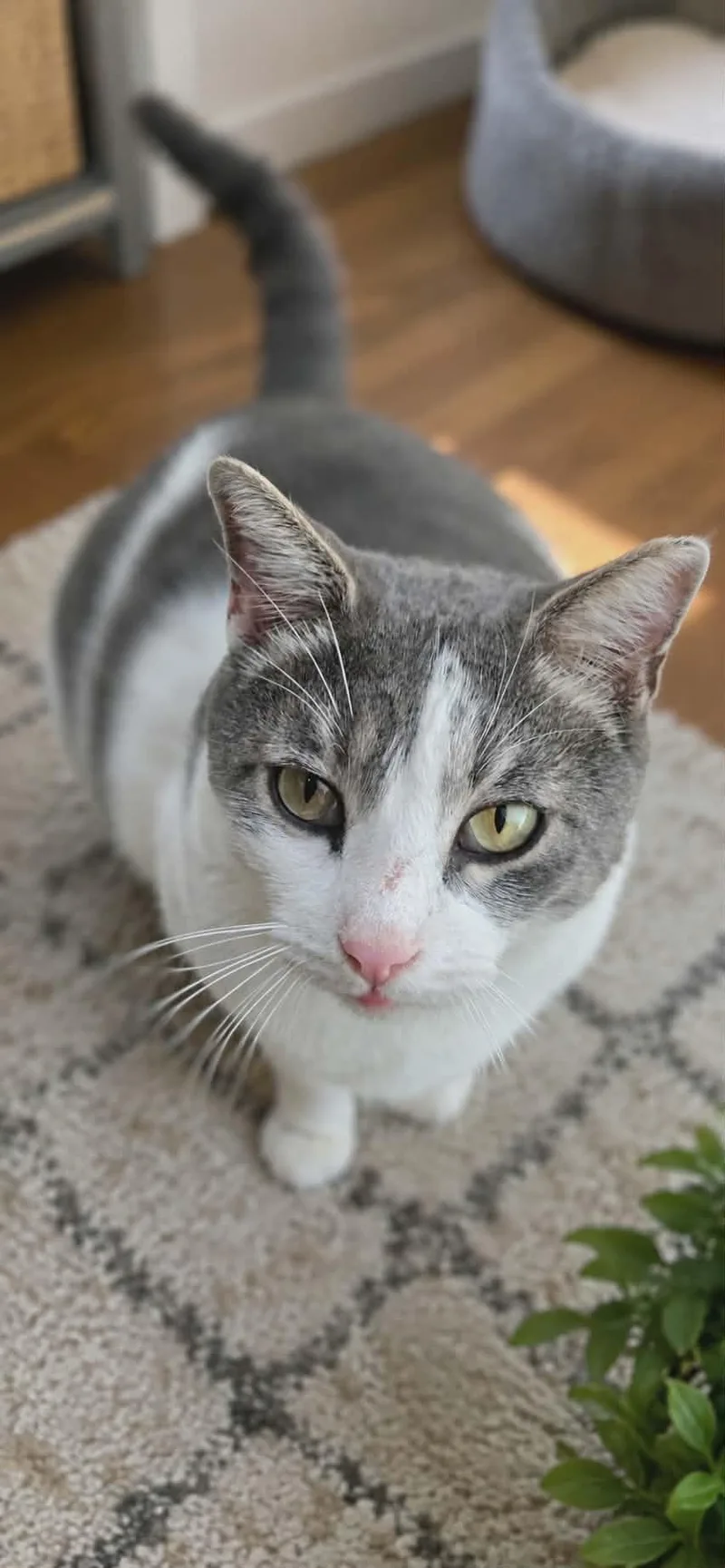 An adult medium-sized male Domestic Short Hair cat named Patches for adoption in Mansfield, TX