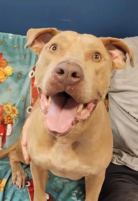 An adult large-sized male Pit Bull Terrier dog named Romeo for adoption in Brunswick, GA