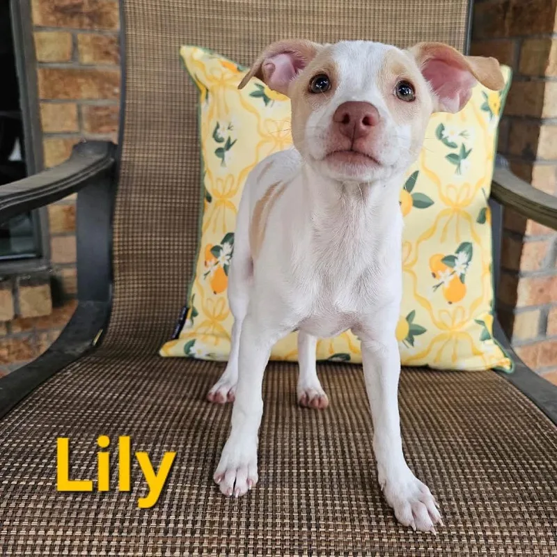 Lily thumbnail 5