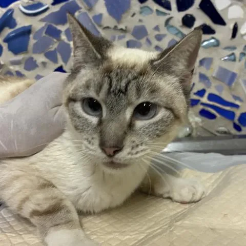 An adult medium-sized female Domestic Short Hair cat named Jemma for adoption in Pensacola, FL