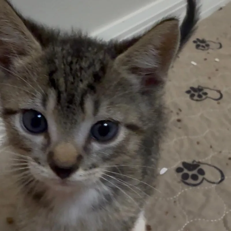 A baby small-sized male Domestic Short Hair cat named Mickey for adoption in Titusville, FL