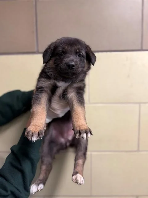 A baby small-sized female German Shepherd Dog dog named Nancy for adoption in Riverside, CA