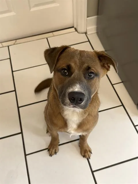 A young medium-sized male Mixed Breed dog named Will for adoption in Charlotte, NC