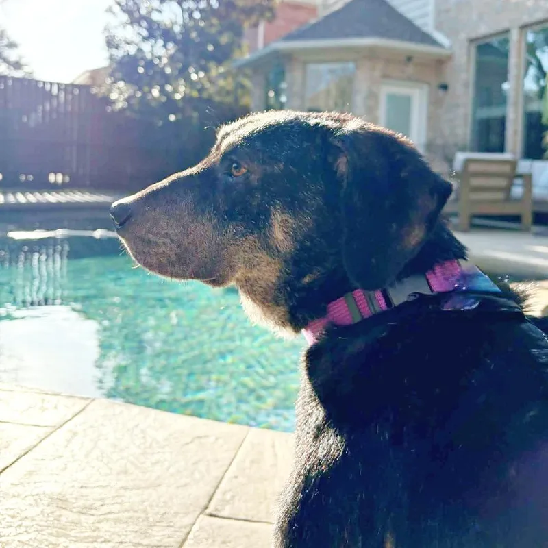An adult medium-sized female Black Mixed Breed dog named Fiona for adoption in Flower Mound, TX