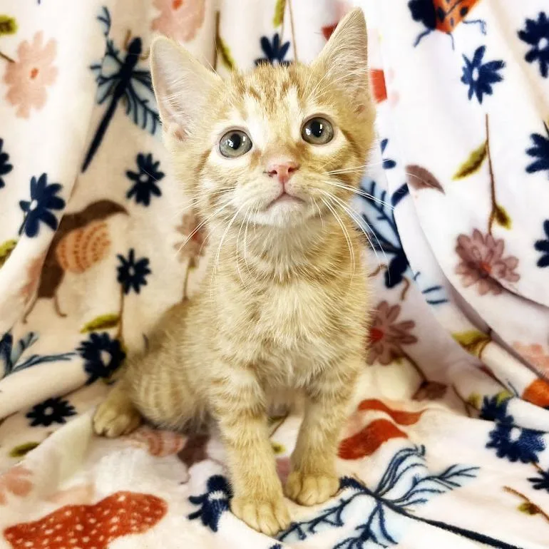 A baby small-sized male Orange / Red Domestic Short Hair cat named Loaf for adoption in Mount Juliet, TN