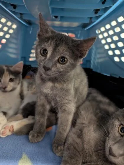 A baby small-sized female Domestic Short Hair cat named Porsche for adoption in West Chester, PA