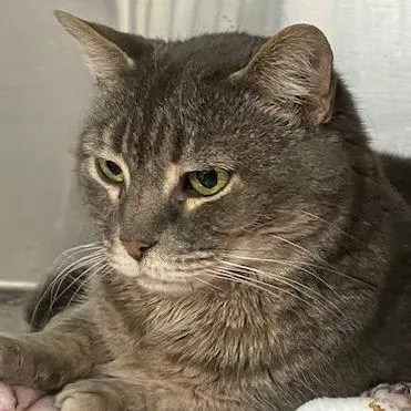 An adult large-sized male Domestic Short Hair cat named Damson for adoption in Cumming, GA