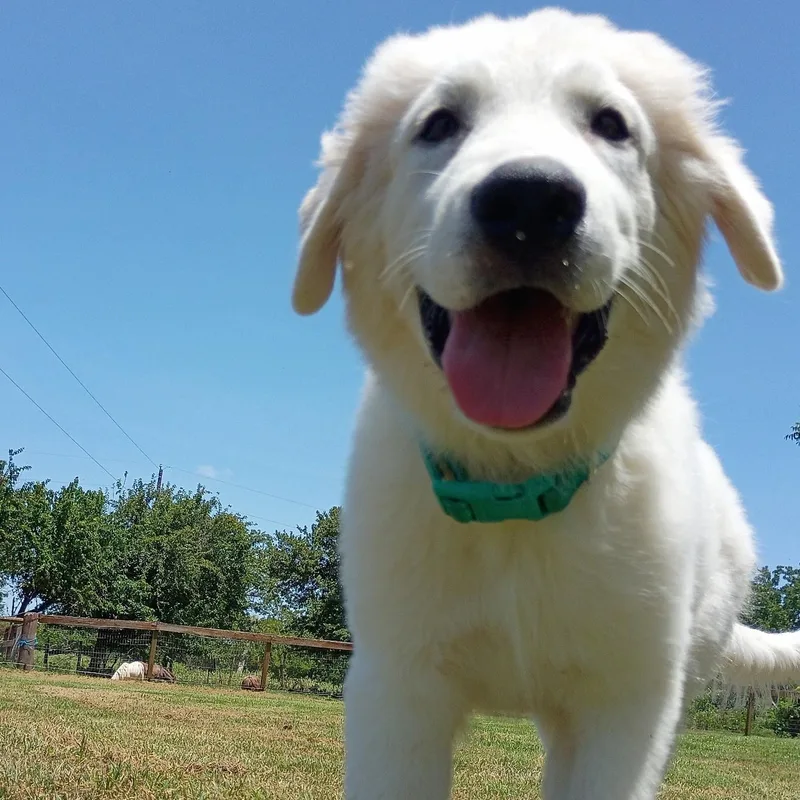 Sailor — the fluffiest thumbnail 2