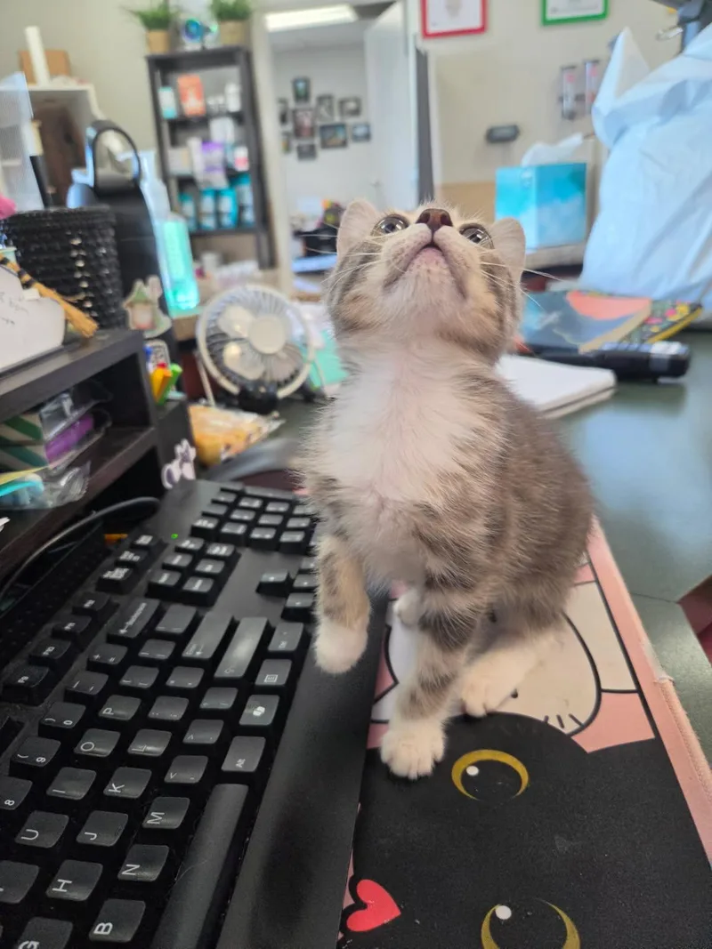 A young small-sized female Tabby cat named Bmo for adoption in Tallahassee, FL