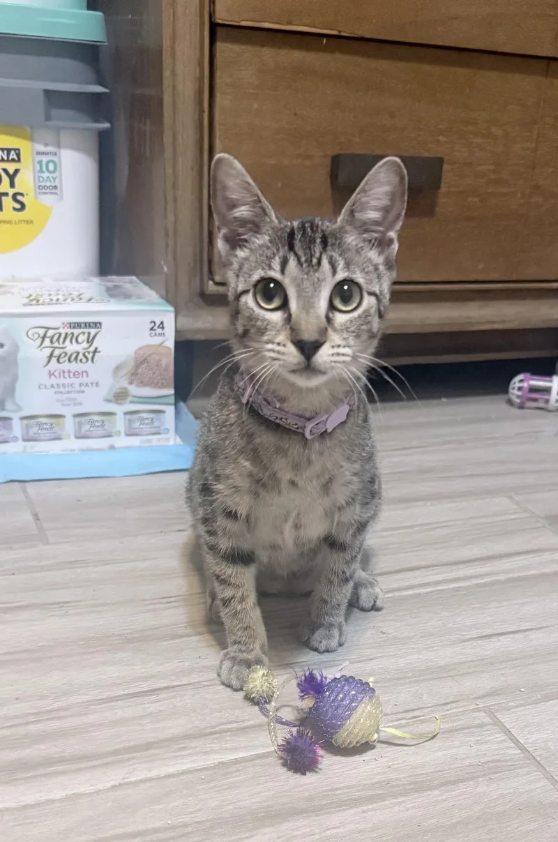 A baby medium-sized female Tabby (Gray / Blue / Silver) Domestic Short Hair cat named Montana for adoption in Metairie, LA