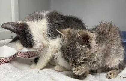 A baby small-sized female Domestic Short Hair cat named Googles for adoption in Cumming, GA