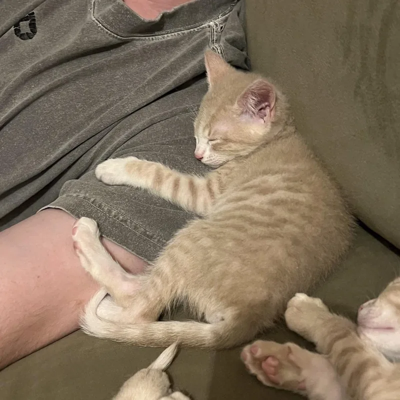 A baby medium-sized male Buff & White Domestic Short Hair cat named Fili for adoption in Hillsboro, OR