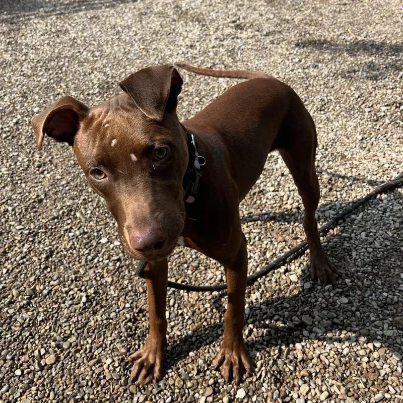 A young medium-sized male Brown / Chocolate Mixed Breed dog named Django for adoption in Fairport, NY
